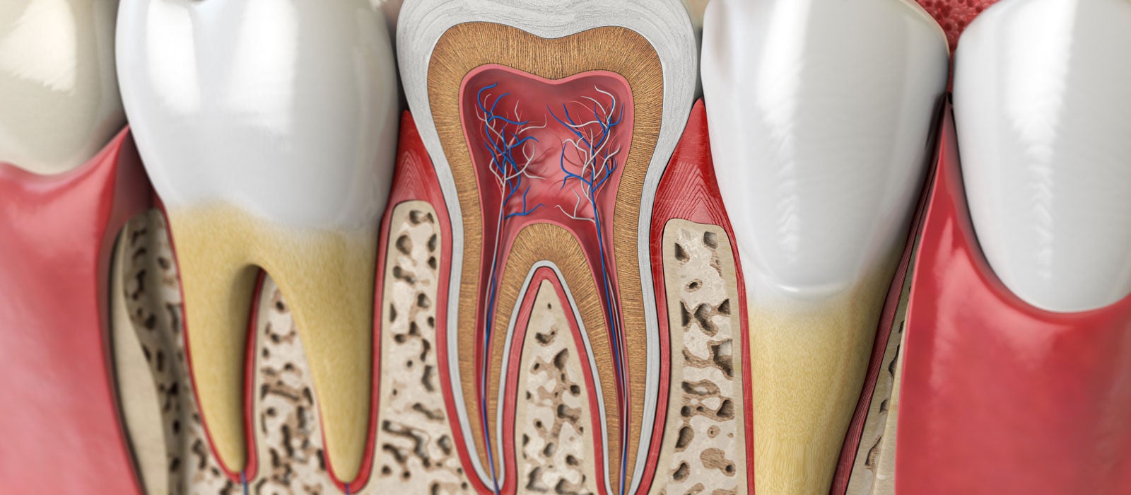 Human teeth anatomy. Cross section of human tooth
 
